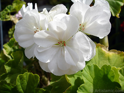 Beyaz sardunya iei resmi. <i>(Ailesi: Geraniaceae, Tr: Pelargonium)</i> <br>ekim Tarihi: Austos 2006, Yer: stanbul-Annemin iekleri, Fotoraf: islamiSanat.net