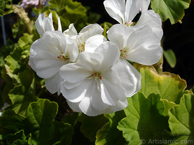 Beyaz sardunya iei resmi. <i>(Ailesi: Geraniaceae, Tr: Pelargonium)</i> <br>ekim Tarihi: Austos 2006, Yer: stanbul-Annemin iekleri, Fotoraf: islamiSanat.net