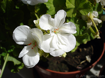 Beyaz sardunya iei resmi. <i>(Ailesi: Geraniaceae, Tr: Pelargonium)</i> <br>ekim Tarihi: Austos 2006, Yer: stanbul-Annemin iekleri, Fotoraf: islamiSanat.net