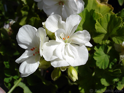 White color Pelargonia -Geranium- flower. <i>(Family: Geraniaceae, Species: Pelargonium)</i> <br>Photo Date: August 2006, Location: Turkey/Istanbul-Mother`s Flowers, By: Artislamic.com
