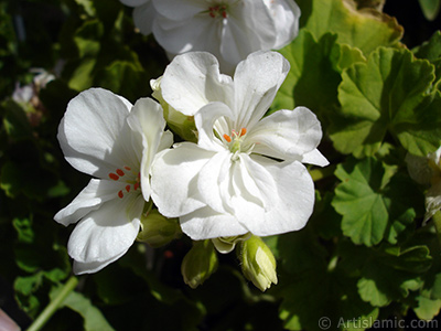 Beyaz sardunya iei resmi. <i>(Ailesi: Geraniaceae, Tr: Pelargonium)</i> <br>ekim Tarihi: Austos 2006, Yer: stanbul-Annemin iekleri, Fotoraf: islamiSanat.net