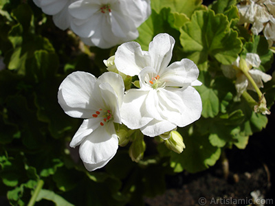 Beyaz sardunya iei resmi. <i>(Ailesi: Geraniaceae, Tr: Pelargonium)</i> <br>ekim Tarihi: Austos 2006, Yer: stanbul-Annemin iekleri, Fotoraf: islamiSanat.net