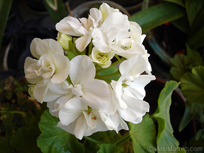 White color Pelargonia -Geranium- flower. <i>(Family: Geraniaceae, Species: Pelargonium)</i> <br>Photo Date: July 2006, Location: Turkey/Istanbul-Mother`s Flowers, By: Artislamic.com