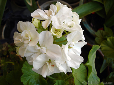 Beyaz sardunya iei resmi. <i>(Ailesi: Geraniaceae, Tr: Pelargonium)</i> <br>ekim Tarihi: Temmuz 2006, Yer: stanbul-Annemin iekleri, Fotoraf: islamiSanat.net