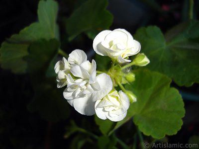 White color Pelargonia -Geranium- flower. <i>(Family: Geraniaceae, Species: Pelargonium)</i> <br>Photo Date: June 2006, Location: Turkey/Istanbul-Mother`s Flowers, By: Artislamic.com