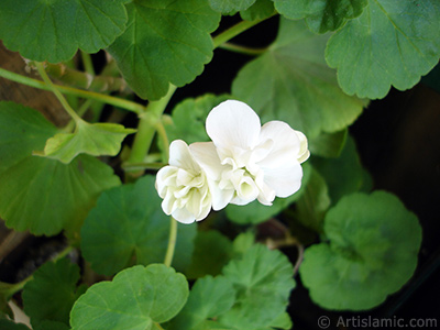 Beyaz sardunya iei resmi. <i>(Ailesi: Geraniaceae, Tr: Pelargonium)</i> <br>ekim Tarihi: Mays 2006, Yer: stanbul-Annemin iekleri, Fotoraf: islamiSanat.net