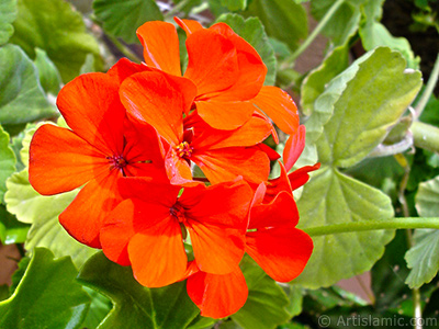 Red Colored Pelargonia -Geranium- Flower. <i>(Family: Geraniaceae, Species: Pelargonium)</i> <br>Photo Date: September 2005, Location: Turkey/Istanbul-Mother`s Flowers, By: Artislamic.com