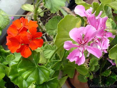 Pink and red color Pelargonia -Geranium- flower. <i>(Family: Geraniaceae, Species: Pelargonium)</i> <br>Photo Date: September 2005, Location: Turkey/Istanbul-Mother`s Flowers, By: Artislamic.com