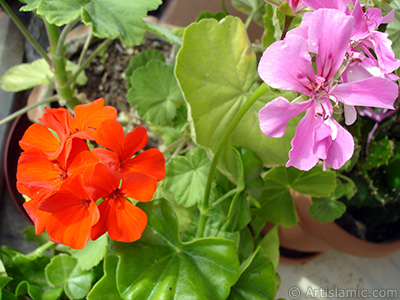 Pink and red color Pelargonia -Geranium- flower. <i>(Family: Geraniaceae, Species: Pelargonium)</i> <br>Photo Date: September 2005, Location: Turkey/Istanbul-Mother`s Flowers, By: Artislamic.com