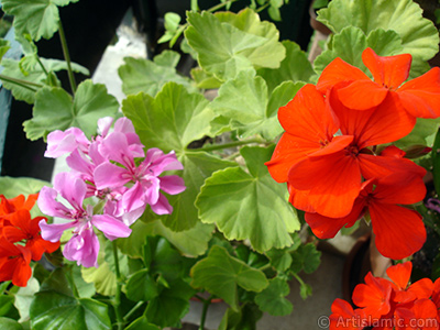 Pink and red color Pelargonia -Geranium- flower. <i>(Family: Geraniaceae, Species: Pelargonium)</i> <br>Photo Date: September 2005, Location: Turkey/Istanbul-Mother`s Flowers, By: Artislamic.com