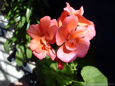 Red Colored Pelargonia -Geranium- Flower. <i>(Family: Geraniaceae, Species: Pelargonium)</i> <br>Photo Date: May 2005, Location: Turkey/Istanbul, By: Artislamic.com