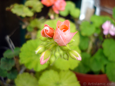 Newly coming out pink color Pelargonia -Geranium- flower. <i>(Family: Geraniaceae, Species: Pelargonium)</i> <br>Photo Date: May 2010, Location: Turkey/Istanbul-Mother`s Flowers, By: Artislamic.com