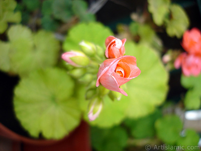 Newly coming out pink color Pelargonia -Geranium- flower. <i>(Family: Geraniaceae, Species: Pelargonium)</i> <br>Photo Date: May 2010, Location: Turkey/Istanbul-Mother`s Flowers, By: Artislamic.com