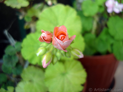Newly coming out pink color Pelargonia -Geranium- flower. <i>(Family: Geraniaceae, Species: Pelargonium)</i> <br>Photo Date: May 2010, Location: Turkey/Istanbul-Mother`s Flowers, By: Artislamic.com