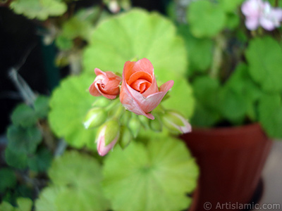 Yeni amaya balayan pembe sardunya iei resmi. <i>(Ailesi: Geraniaceae, Tr: Pelargonium)</i> <br>ekim Tarihi: Mays 2010, Yer: stanbul-Annemin iekleri, Fotoraf: islamiSanat.net