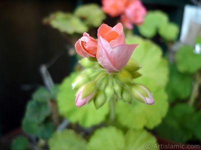 Newly coming out pink color Pelargonia -Geranium- flower. <i>(Family: Geraniaceae, Species: Pelargonium)</i> <br>Photo Date: May 2010, Location: Turkey/Istanbul-Mother`s Flowers, By: Artislamic.com