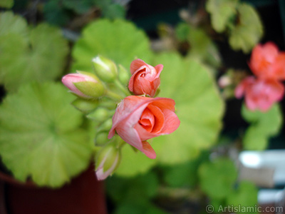 Newly coming out pink color Pelargonia -Geranium- flower. <i>(Family: Geraniaceae, Species: Pelargonium)</i> <br>Photo Date: May 2010, Location: Turkey/Istanbul-Mother`s Flowers, By: Artislamic.com