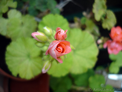 Newly coming out pink color Pelargonia -Geranium- flower. <i>(Family: Geraniaceae, Species: Pelargonium)</i> <br>Photo Date: May 2010, Location: Turkey/Istanbul-Mother`s Flowers, By: Artislamic.com
