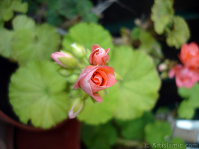 Yeni amaya balayan pembe sardunya iei resmi. <i>(Ailesi: Geraniaceae, Tr: Pelargonium)</i> <br>ekim Tarihi: Mays 2010, Yer: stanbul-Annemin iekleri, Fotoraf: islamiSanat.net