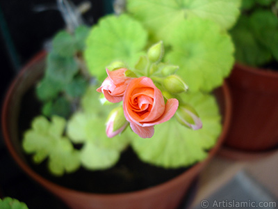 Newly coming out pink color Pelargonia -Geranium- flower. <i>(Family: Geraniaceae, Species: Pelargonium)</i> <br>Photo Date: May 2010, Location: Turkey/Istanbul-Mother`s Flowers, By: Artislamic.com