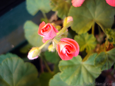 Newly coming out pink color Pelargonia -Geranium- flower. <i>(Family: Geraniaceae, Species: Pelargonium)</i> <br>Photo Date: December 2008, Location: Turkey/Istanbul-Mother`s Flowers, By: Artislamic.com