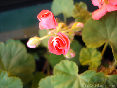 Newly coming out pink color Pelargonia -Geranium- flower. <i>(Family: Geraniaceae, Species: Pelargonium)</i> <br>Photo Date: December 2008, Location: Turkey/Istanbul-Mother`s Flowers, By: Artislamic.com