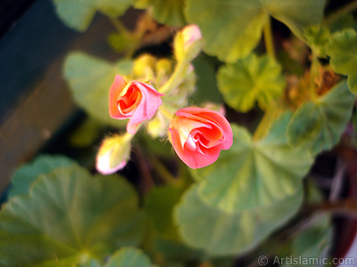 Newly coming out pink color Pelargonia -Geranium- flower. <i>(Family: Geraniaceae, Species: Pelargonium)</i> <br>Photo Date: December 2008, Location: Turkey/Istanbul-Mother`s Flowers, By: Artislamic.com