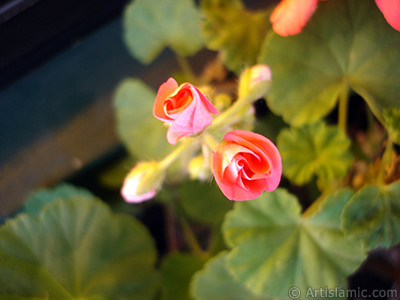 Newly coming out pink color Pelargonia -Geranium- flower. <i>(Family: Geraniaceae, Species: Pelargonium)</i> <br>Photo Date: December 2008, Location: Turkey/Istanbul-Mother`s Flowers, By: Artislamic.com