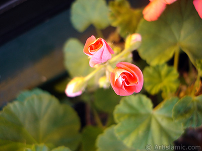 Newly coming out pink color Pelargonia -Geranium- flower. <i>(Family: Geraniaceae, Species: Pelargonium)</i> <br>Photo Date: December 2008, Location: Turkey/Istanbul-Mother`s Flowers, By: Artislamic.com