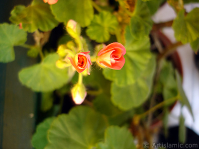 Yeni amaya balayan pembe sardunya iei resmi. <i>(Ailesi: Geraniaceae, Tr: Pelargonium)</i> <br>ekim Tarihi: Aralk 2008, Yer: stanbul-Annemin iekleri, Fotoraf: islamiSanat.net