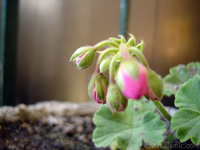 Newly coming out pink color Pelargonia -Geranium- flower. <i>(Family: Geraniaceae, Species: Pelargonium)</i> <br>Photo Date: September 2006, Location: Turkey/Istanbul-Mother`s Flowers, By: Artislamic.com