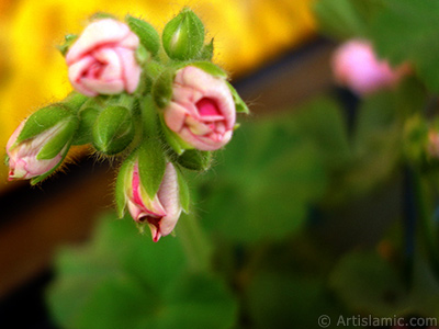 Newly coming out pink color Pelargonia -Geranium- flower. <i>(Family: Geraniaceae, Species: Pelargonium)</i> <br>Photo Date: May 2005, Location: Turkey/Istanbul-Mother`s Flowers, By: Artislamic.com