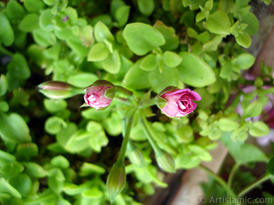 Yeni amaya balayan pembe sardunya iei resmi. <i>(Ailesi: Geraniaceae, Tr: Pelargonium)</i> <br>ekim Tarihi: Nisan 2005, Yer: stanbul-Annemin iekleri, Fotoraf: islamiSanat.net