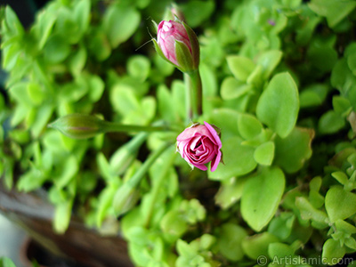 Yeni amaya balayan pembe sardunya iei resmi. <i>(Ailesi: Geraniaceae, Tr: Pelargonium)</i> <br>ekim Tarihi: Nisan 2005, Yer: stanbul-Annemin iekleri, Fotoraf: islamiSanat.net