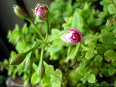 Yeni amaya balayan pembe sardunya iei resmi. <i>(Ailesi: Geraniaceae, Tr: Pelargonium)</i> <br>ekim Tarihi: Nisan 2005, Yer: stanbul-Annemin iekleri, Fotoraf: islamiSanat.net