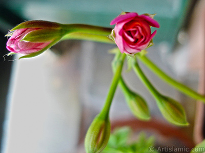 Newly coming out pink color Pelargonia -Geranium- flower. <i>(Family: Geraniaceae, Species: Pelargonium)</i> <br>Photo Date: April 2005, Location: Turkey/Istanbul-Mother`s Flowers, By: Artislamic.com