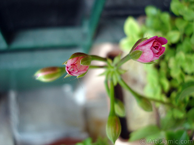 Yeni amaya balayan pembe sardunya iei resmi. <i>(Ailesi: Geraniaceae, Tr: Pelargonium)</i> <br>ekim Tarihi: Nisan 2005, Yer: stanbul-Annemin iekleri, Fotoraf: islamiSanat.net