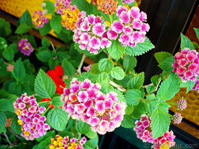 Lantana camara -bush lantana- flower. <i>(Family: Verbenaceae, Species: Lantana camara)</i> <br>Photo Date: June 2009, Location: Turkey/Istanbul-Mother`s Flowers, By: Artislamic.com