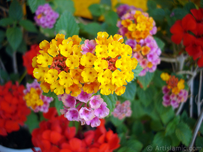 Lantana camara -bush lantana- flower. <i>(Family: Verbenaceae, Species: Lantana camara)</i> <br>Photo Date: June 2009, Location: Turkey/Istanbul-Mother`s Flowers, By: Artislamic.com