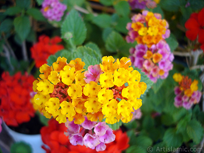 Lantana camara -bush lantana- flower. <i>(Family: Verbenaceae, Species: Lantana camara)</i> <br>Photo Date: June 2009, Location: Turkey/Istanbul-Mother`s Flowers, By: Artislamic.com