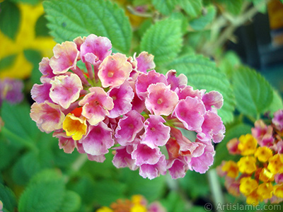 Lantana camara -bush lantana- flower. <i>(Family: Verbenaceae, Species: Lantana camara)</i> <br>Photo Date: June 2009, Location: Turkey/Istanbul-Mother`s Flowers, By: Artislamic.com