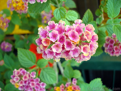 Lantana camara -bush lantana- flower. <i>(Family: Verbenaceae, Species: Lantana camara)</i> <br>Photo Date: June 2009, Location: Turkey/Istanbul-Mother`s Flowers, By: Artislamic.com