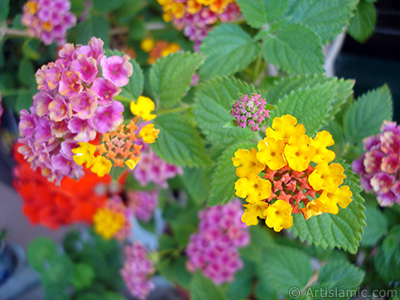 Lantana camara -bush lantana- flower. <i>(Family: Verbenaceae, Species: Lantana camara)</i> <br>Photo Date: June 2009, Location: Turkey/Istanbul-Mother`s Flowers, By: Artislamic.com