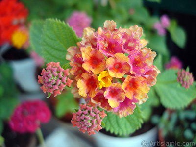 Lantana camara -bush lantana- flower. <i>(Family: Verbenaceae, Species: Lantana camara)</i> <br>Photo Date: June 2009, Location: Turkey/Istanbul-Mother`s Flowers, By: Artislamic.com