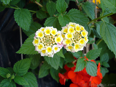 Lantana camara -bush lantana- flower. <i>(Family: Verbenaceae, Species: Lantana camara)</i> <br>Photo Date: May 2009, Location: Turkey/Istanbul-Mother`s Flowers, By: Artislamic.com