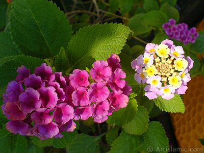 Lantana camara -bush lantana- flower. <i>(Family: Verbenaceae, Species: Lantana camara)</i> <br>Photo Date: September 2006, Location: Turkey/Istanbul-Mother`s Flowers, By: Artislamic.com