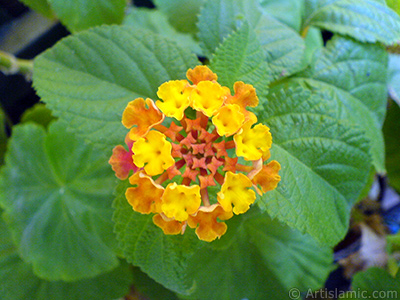 Lantana camara -bush lantana- flower. <i>(Family: Verbenaceae, Species: Lantana camara)</i> <br>Photo Date: September 2006, Location: Turkey/Istanbul-Mother`s Flowers, By: Artislamic.com