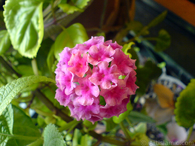 Lantana camara -bush lantana- flower. <i>(Family: Verbenaceae, Species: Lantana camara)</i> <br>Photo Date: September 2006, Location: Turkey/Istanbul-Mother`s Flowers, By: Artislamic.com