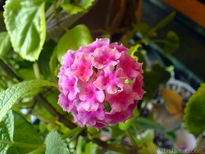 Aa minesi iei resmi. <i>(Ailesi: Verbenaceae, Tr: Lantana camara)</i> <br>ekim Tarihi: Eyll 2006, Yer: stanbul-Annemin iekleri, Fotoraf: islamiSanat.net