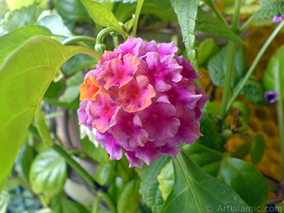 Lantana camara -bush lantana- flower. <i>(Family: Verbenaceae, Species: Lantana camara)</i> <br>Photo Date: September 2006, Location: Turkey/Istanbul-Mother`s Flowers, By: Artislamic.com